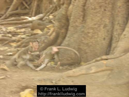 Monkey Fight, Maharashtra, Bombay, Mumbai, India